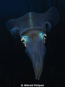 Atlantic Brief Squid, Bonaire. by Abimael Márquez 